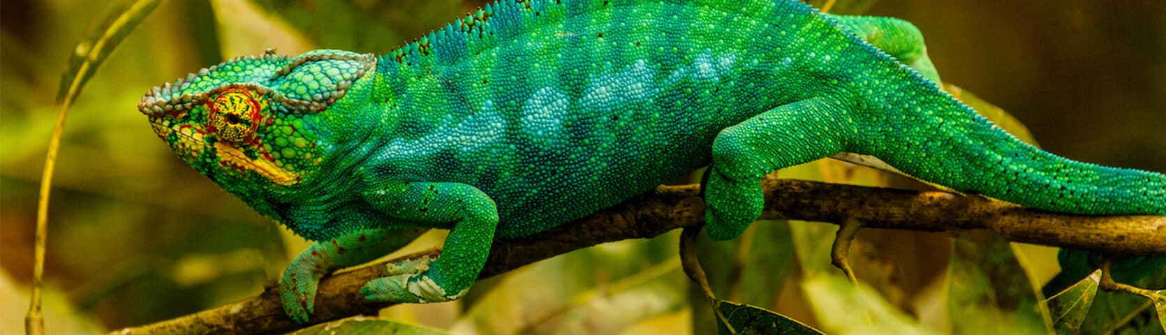 10.02.23_Nosy Be, Madagascar_panther chameleon_Greg Watson