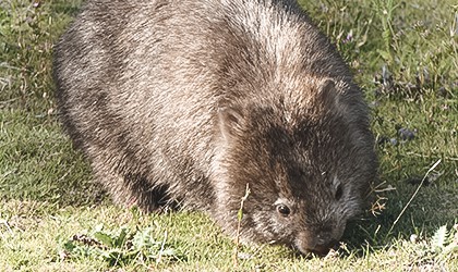 wombat-maria-island-coral-expeditions