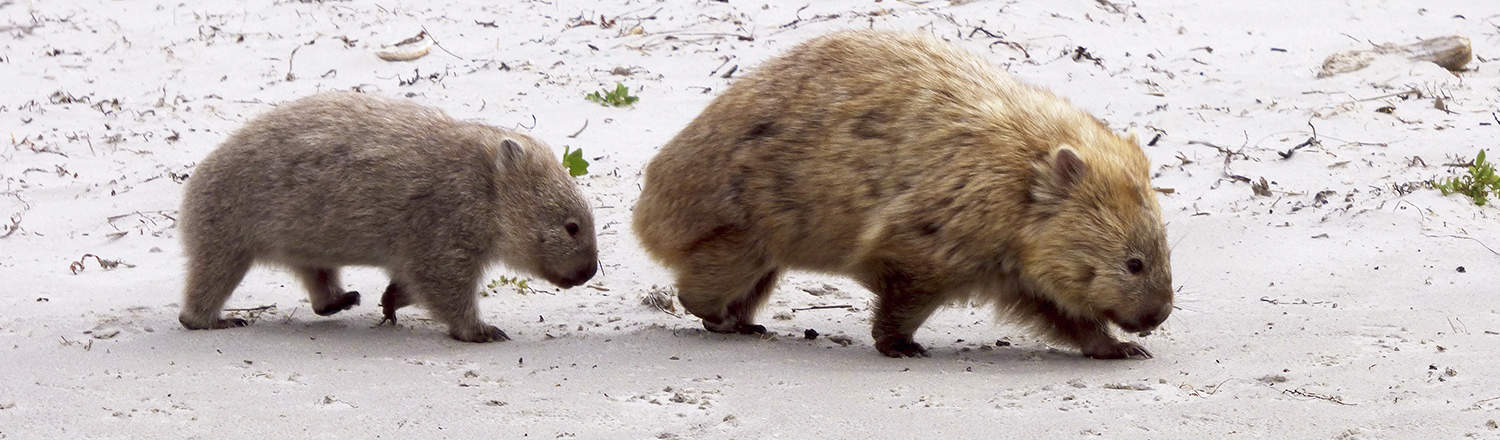Wombats at Maria Island
