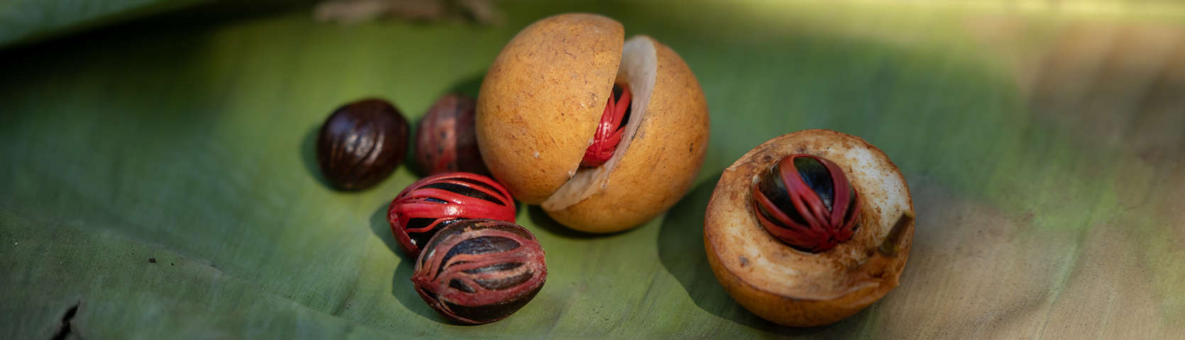 Nutmeg Spice Islands