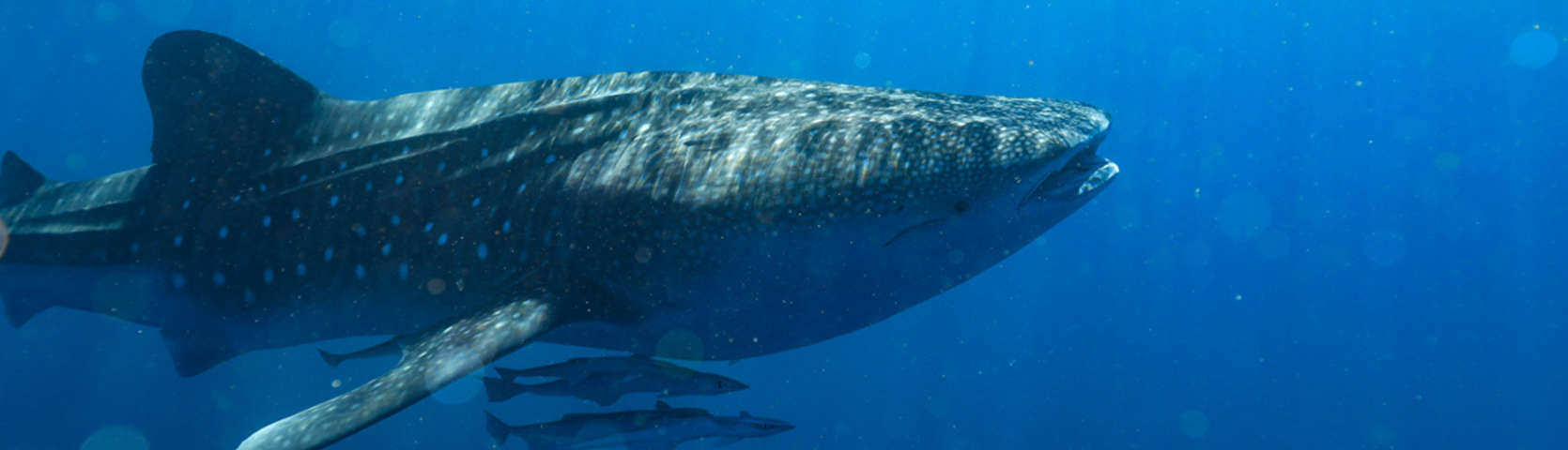 Ningaloo Whale Sharks