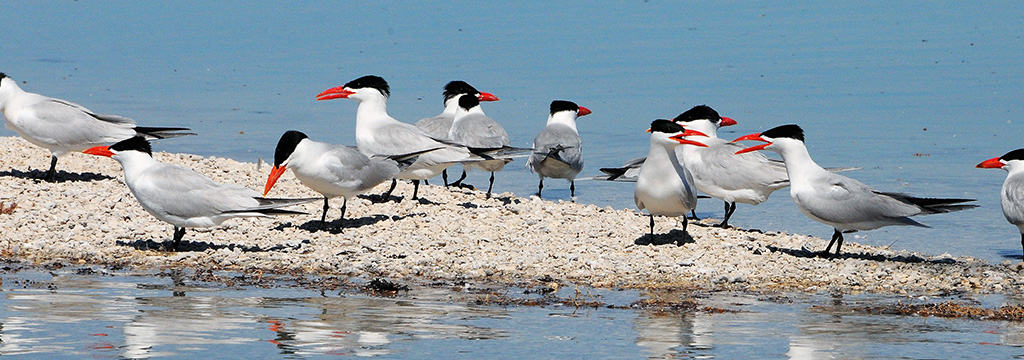 Caspian Terns across the Pilbara