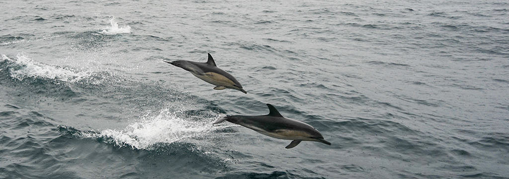 Port Davey Dolphins