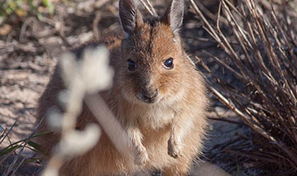 Rufous Hare Wallaby at Montebello