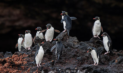Macquarie Island - King Penguins