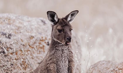 Kangaroo, Wild Islands and Walks of South Australia
