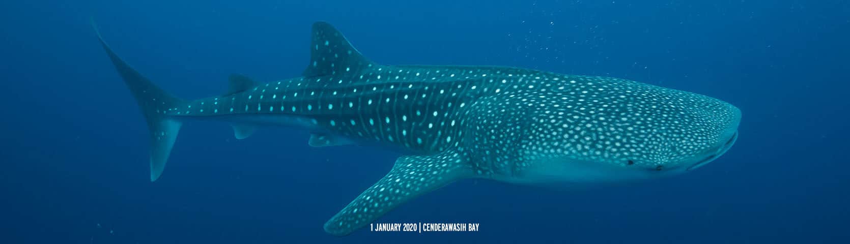 Whale Shark Cenderawasih Bay
