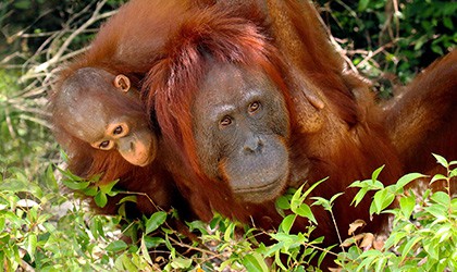 Kumai -Orangutan with baby - 420x250