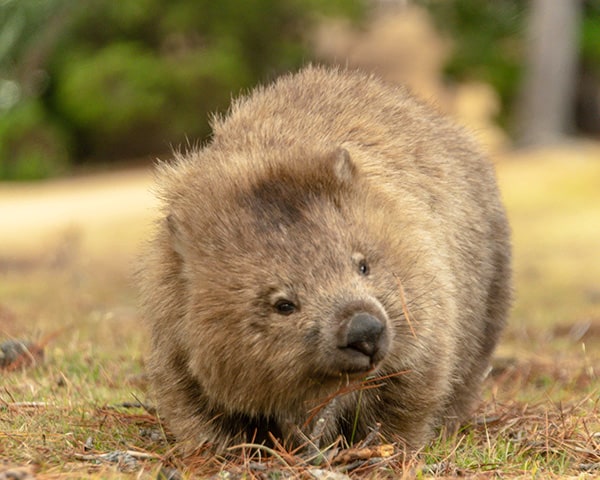 Maria Island wombat 600x480 2