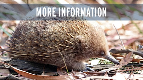 More-Information-Tasmania