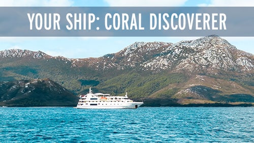 Your-Ship-Coral-Discoverer-Tasmania